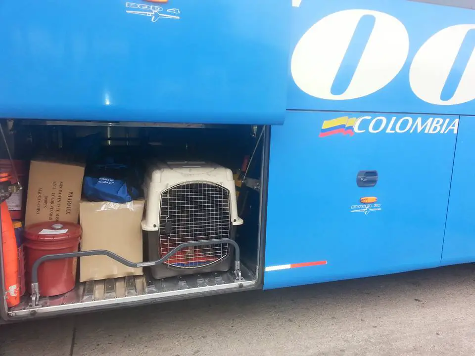 transporte de mascotas terrestre colombia