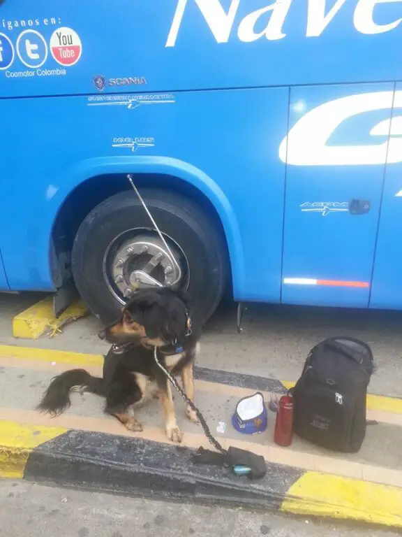 Cómo Viajar con Mascotas en un Bus en Colombia